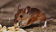 exotic-pet-enclosure-pest-control Experts in Kennebunkport